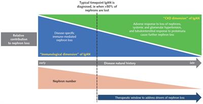 Therapy of IgA nephropathy: time for a paradigm change